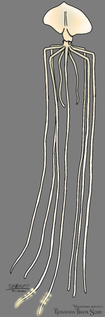Reinachan Bigfin Squid glows