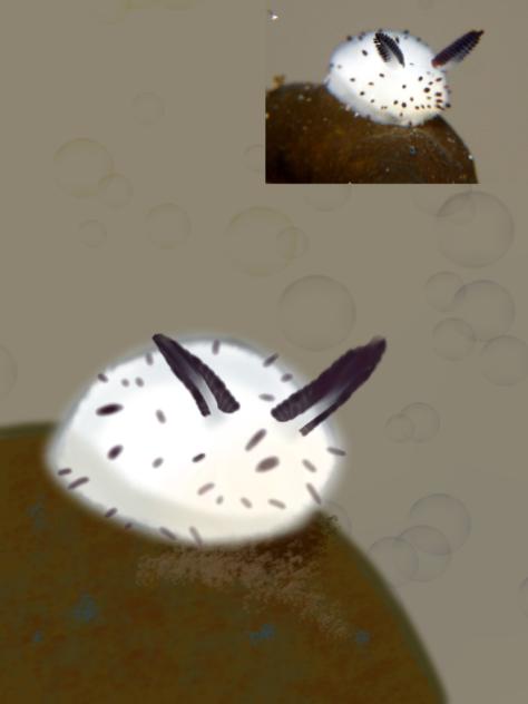 my attempt at drawing a sea bunny .,_.