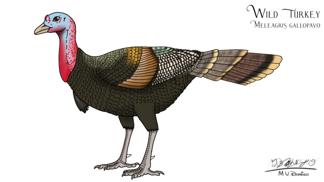 Wild Turkey