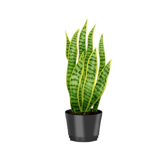Snake plant