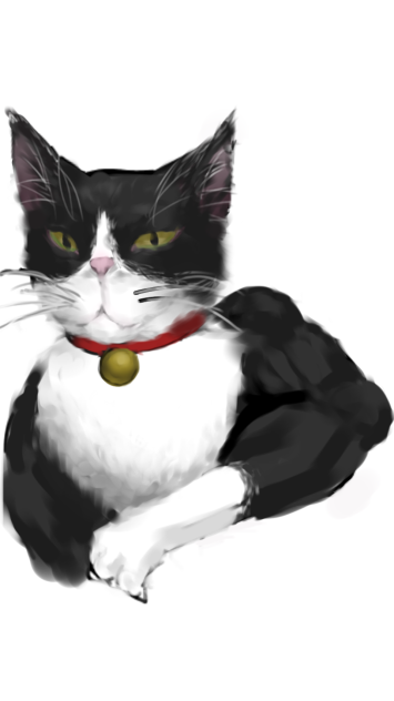 うちの猫