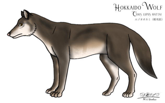 Hokkaido Wolf
