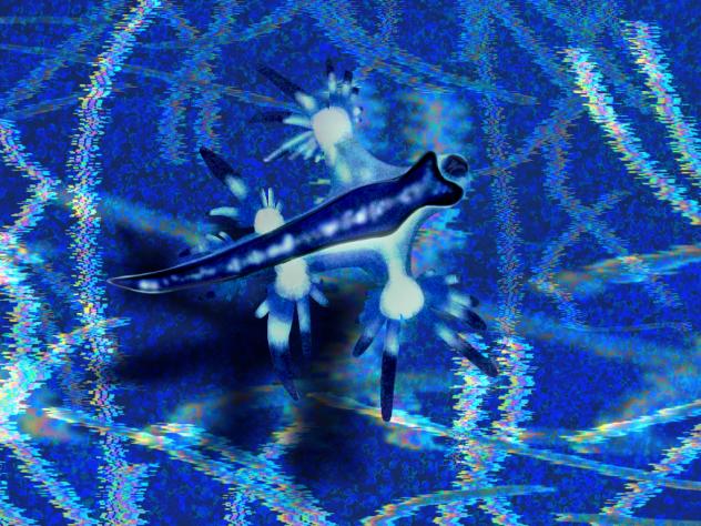 Blue sea slug