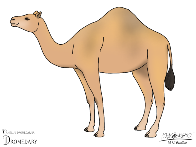 Dromedary