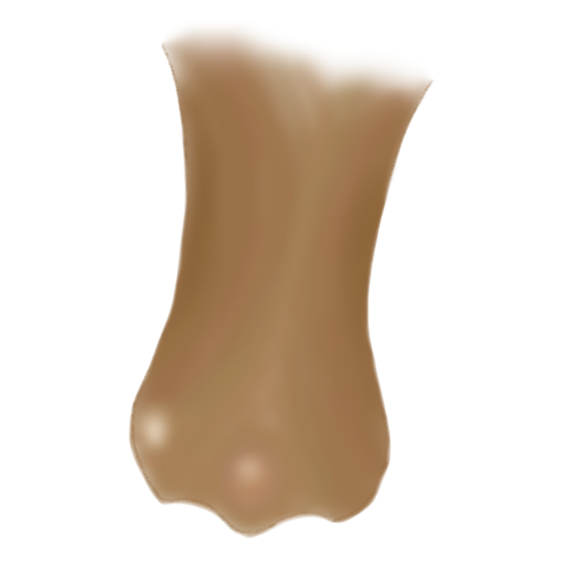 Nose