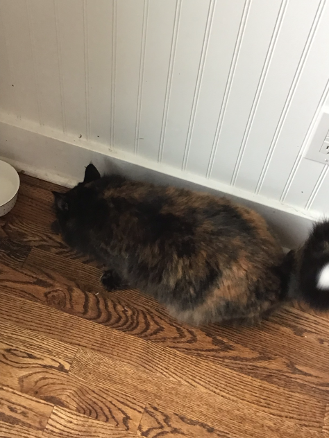 Mah beloved cat