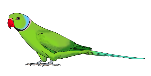 Rose Ringed Parakeet male