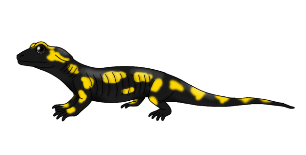 Fire Salamander2