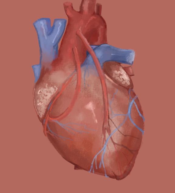 heart - ibisPaint