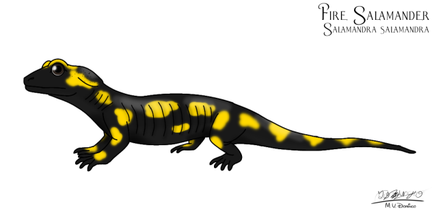 Fire Salamander