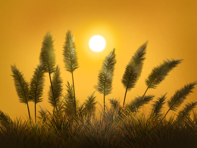 silver grass garden