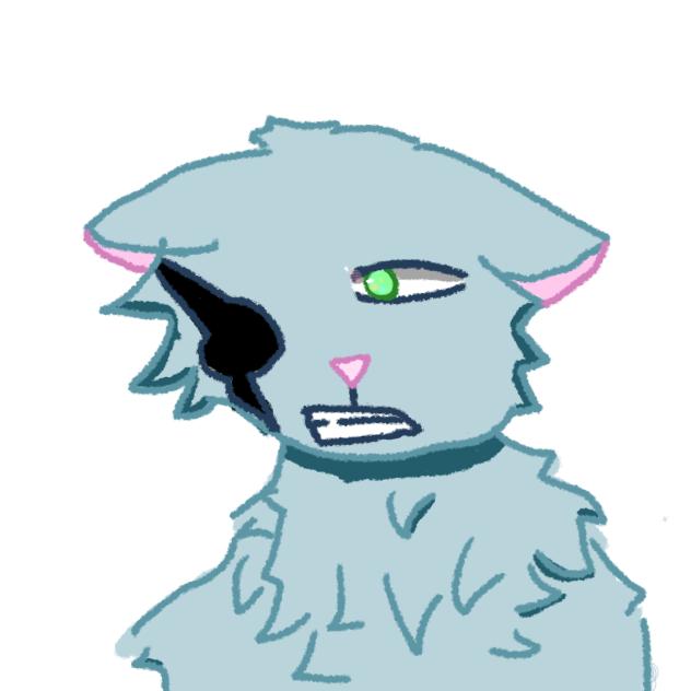 cuchi cat