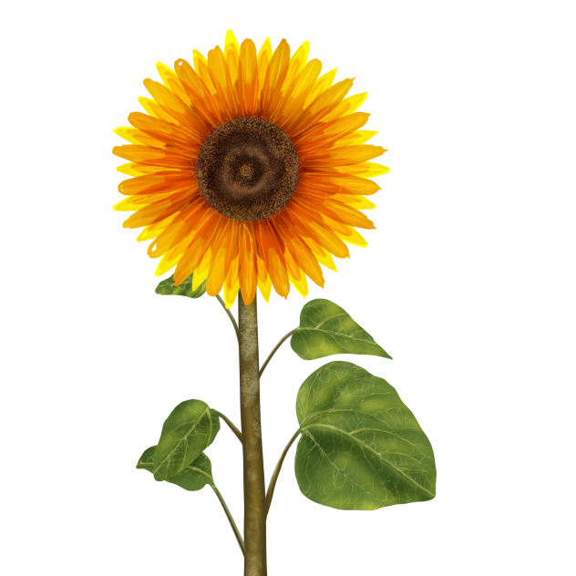 Sun Flower