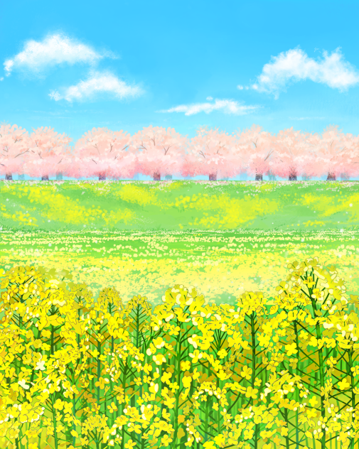 菜の花の野原🌼