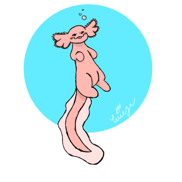 Axolotl