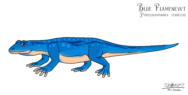 Blue Flamenewt