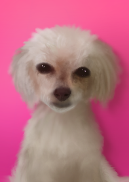 Maltese
