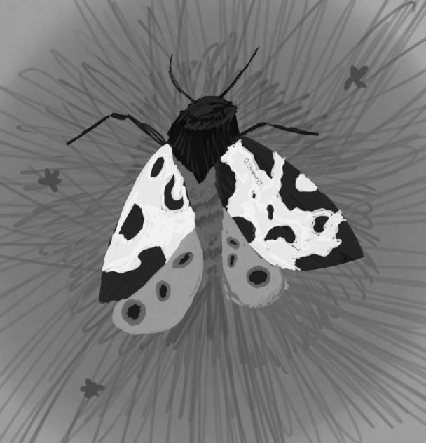 Black, white, grey tiger moth