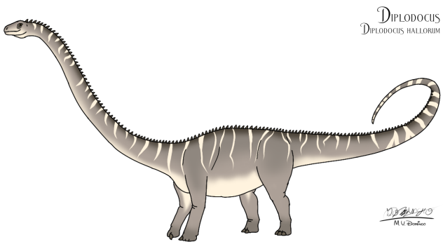 Diplodocus hallorum