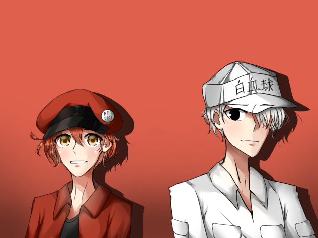 Red Blood Cell and White Blood Cell
