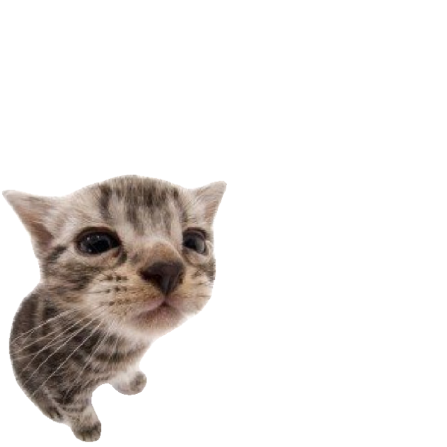 stock photo cat