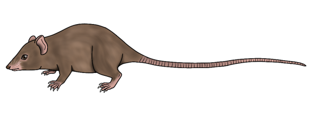 Brown Antechinus render