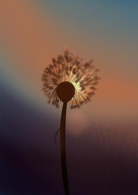 sunset dandelion