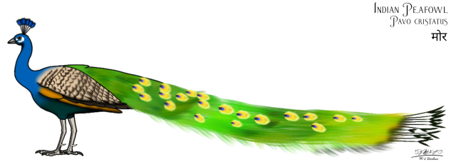 Indian Peacock reedit