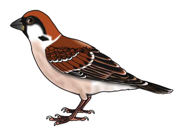 Eurasian Tree Sparrow male