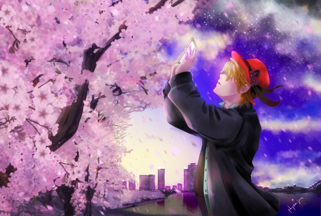 桜が満開だったので