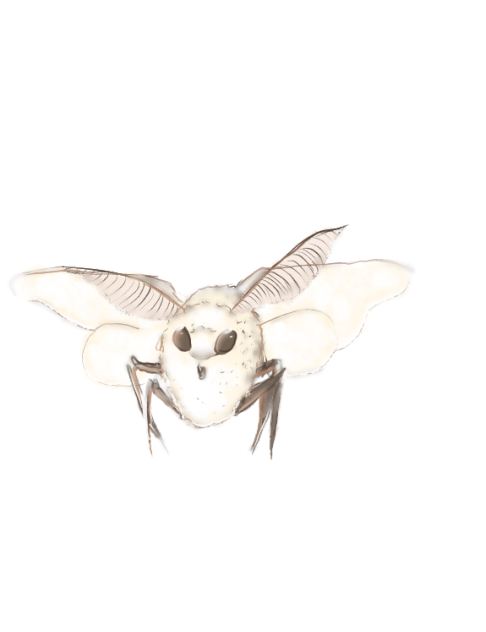 Moth🥰