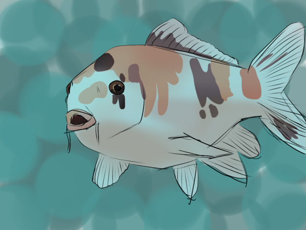 Koi fish