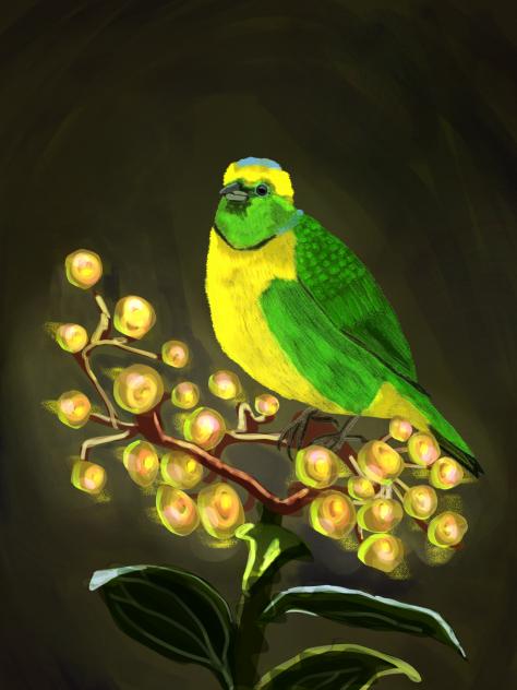 golden browed chlorophonia