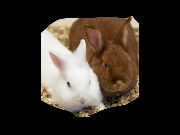 Bunny 7