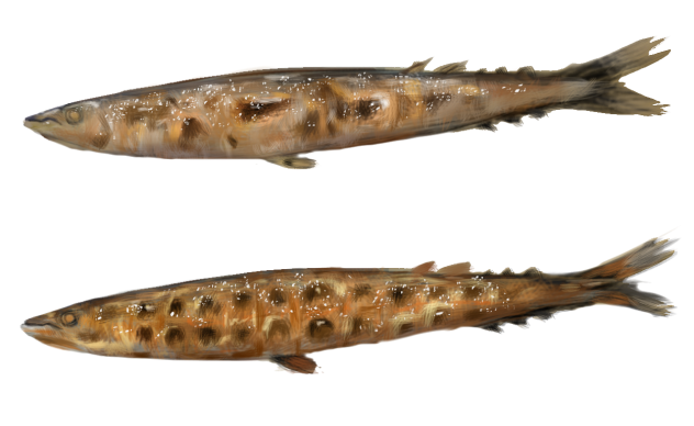 秋刀魚の塩焼き（魚焼きグリル、七輪）