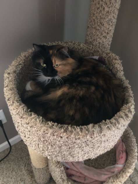 cat