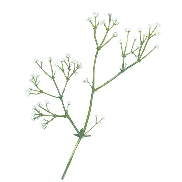 かすみ草