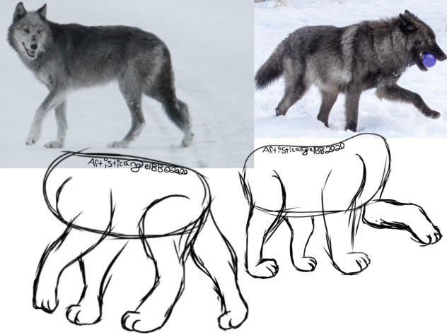 Canine Leg And Paw Art Studies (2) - Spe