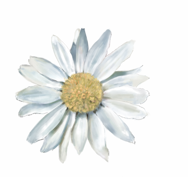 ハウツー本見て描いたマーガレット