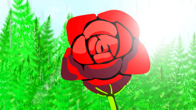 Rose 🌹