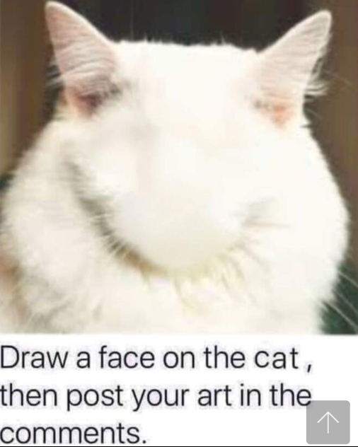 Cat meme clean