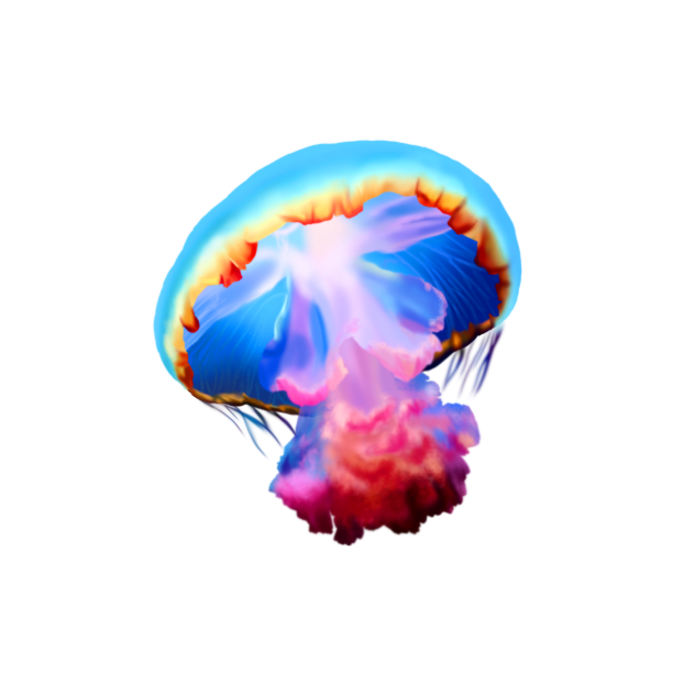 jellyfish.