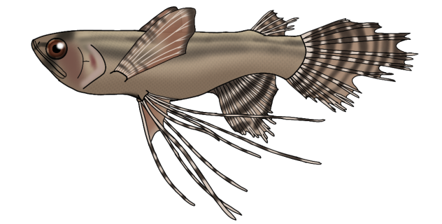 Freshwater Butterflyfish render