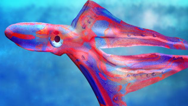 blanket octopus 🐙