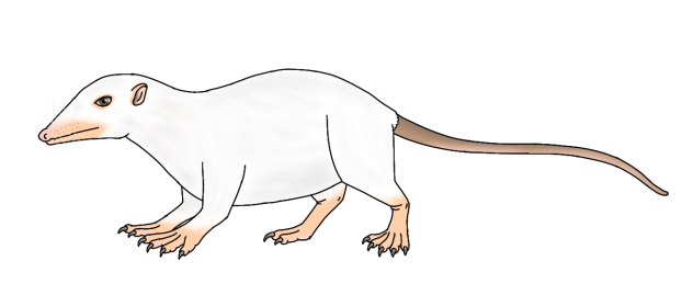 Kalimantan Moonrat