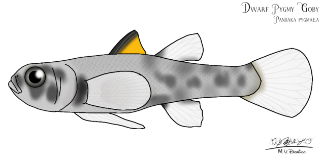 Dwarf Pygmy Goby