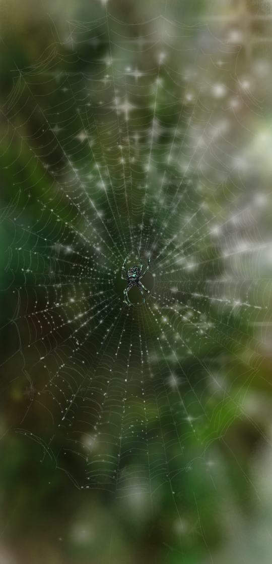 Spider Web IbisPaint