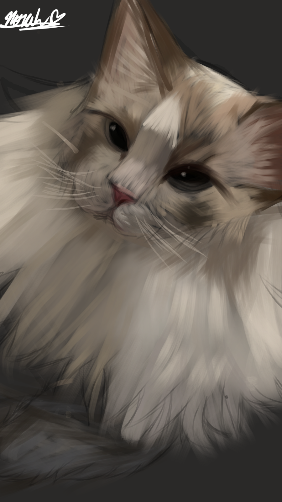 cat 🐱 - ibisPaint