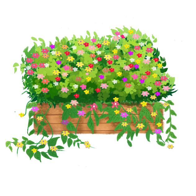 Summer flowers
