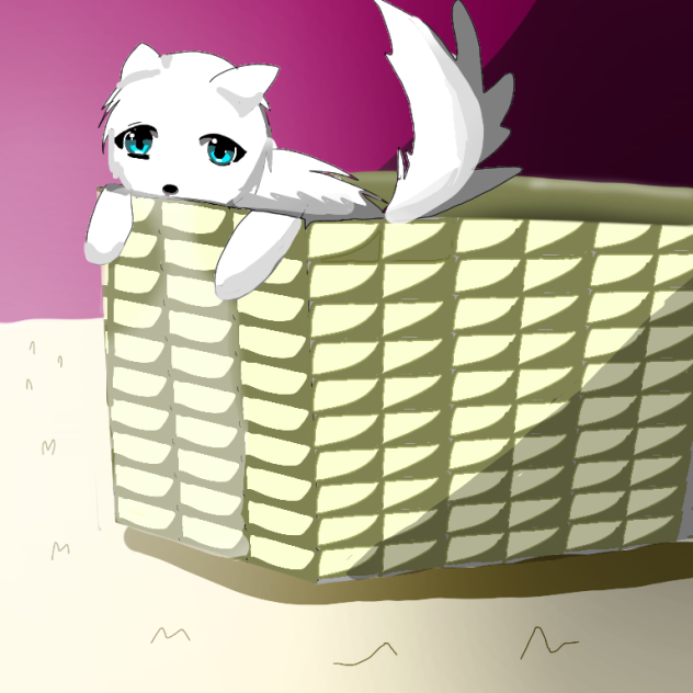 cat🐈